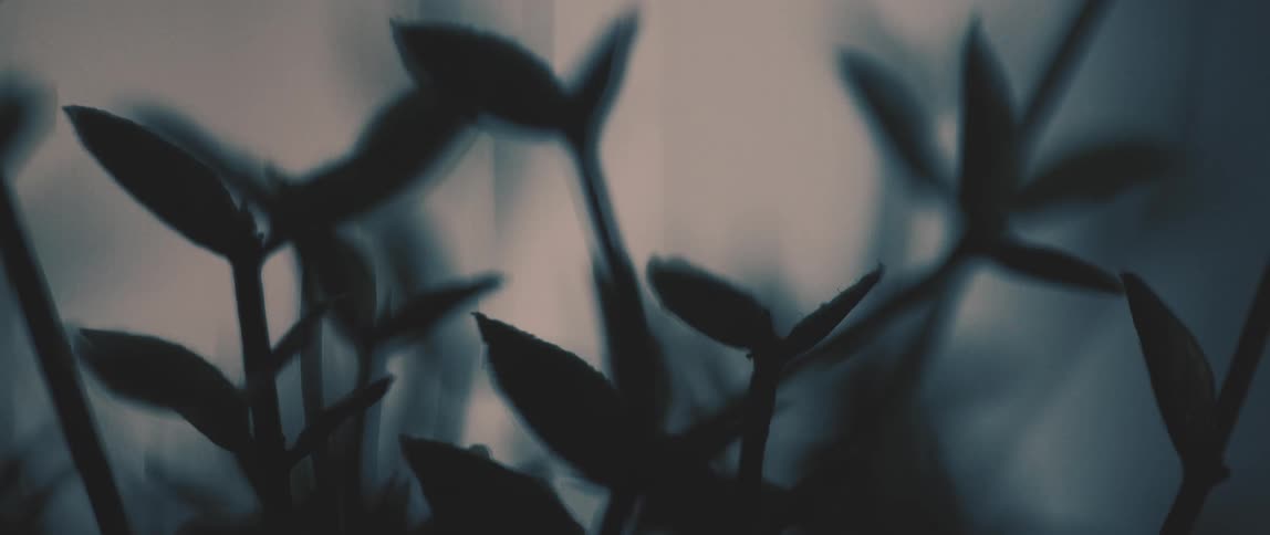 A plant is in the dark room