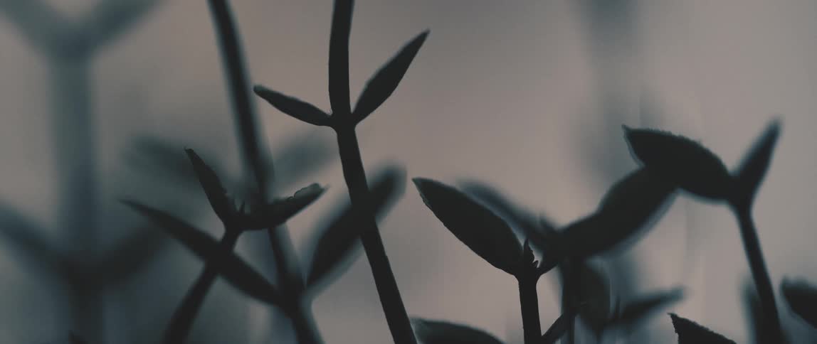 The light dims on the plant