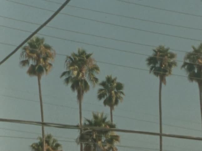 Several tall palm trees rise alongside power lines under a clear blue sky