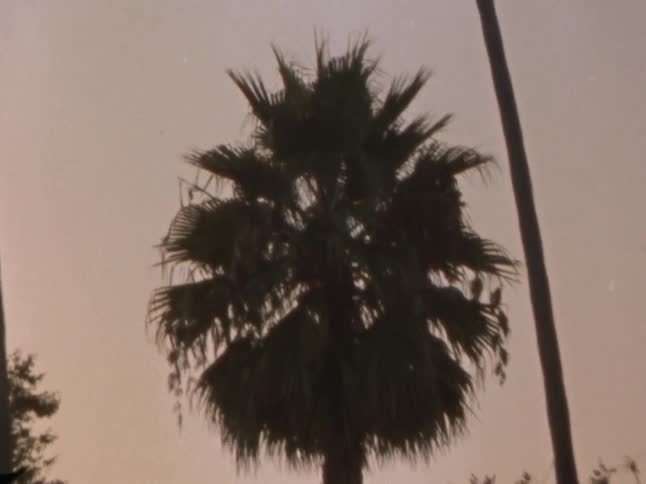 The sun is rising on the palm trees