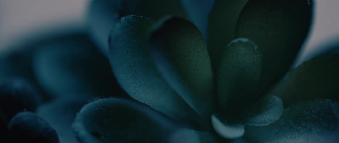 A closeup shows succulent leaves with a textured surface and a bluishgreen hue
