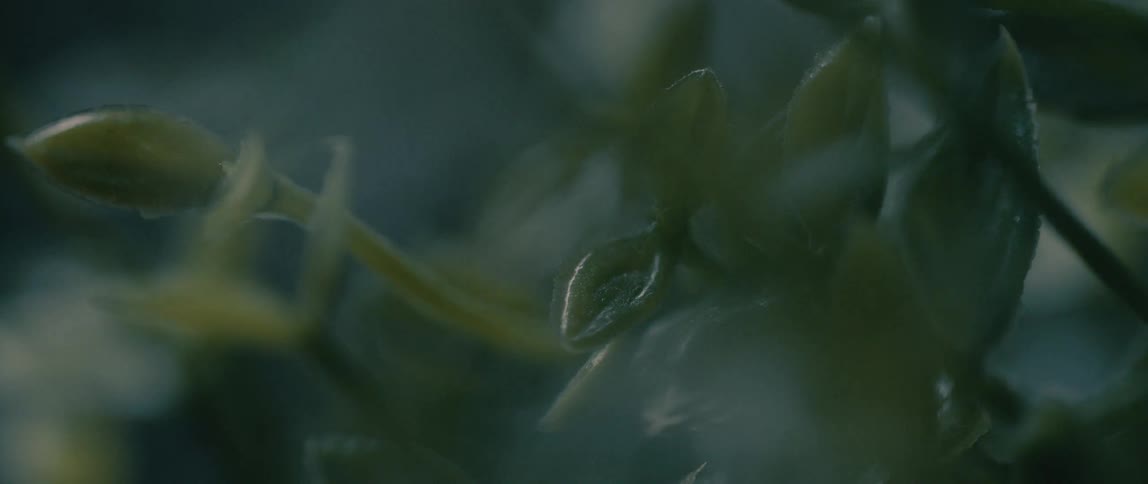 Close up of green leaves