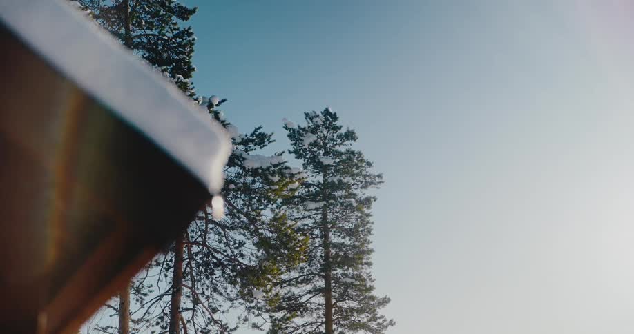Very tall trees are under the clear sky