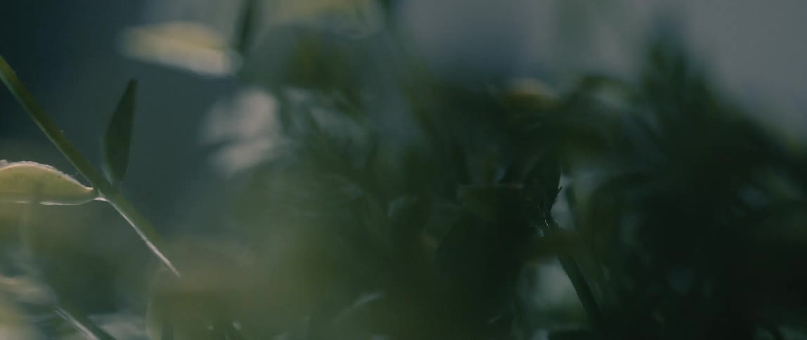 A dimly lit closeup shot focuses on slender stems and small delicate leaves of sprouting plants