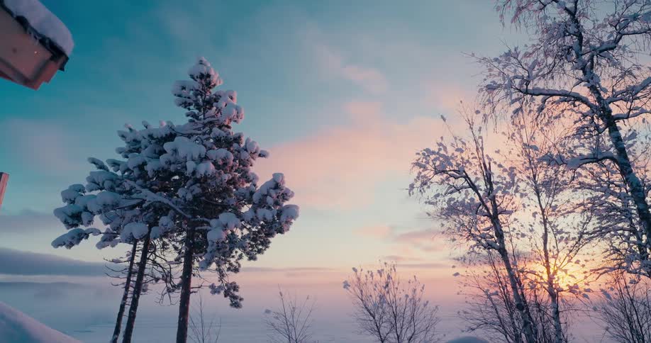 Natural landscape of snowy trees against the dawn sky