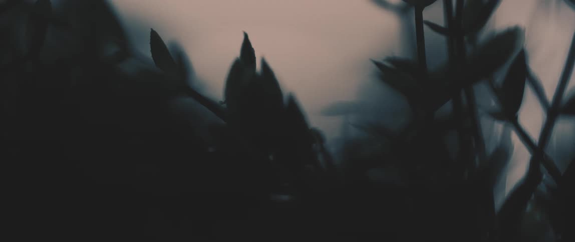 The green plant in the dark slowly comes into focus