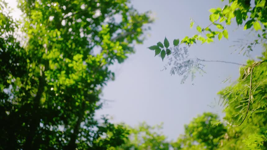 The green branches hang under the clear sky