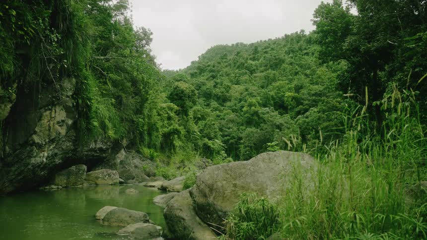 Landscape of a calm river in the middle of a forest