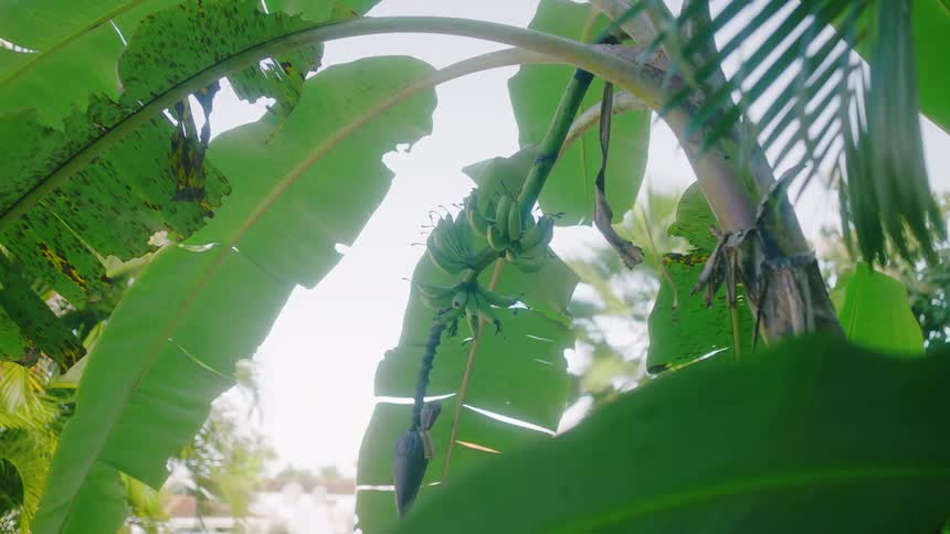 A cluster of unripe bananas hanging from a banana plant surrounded by large green leaves