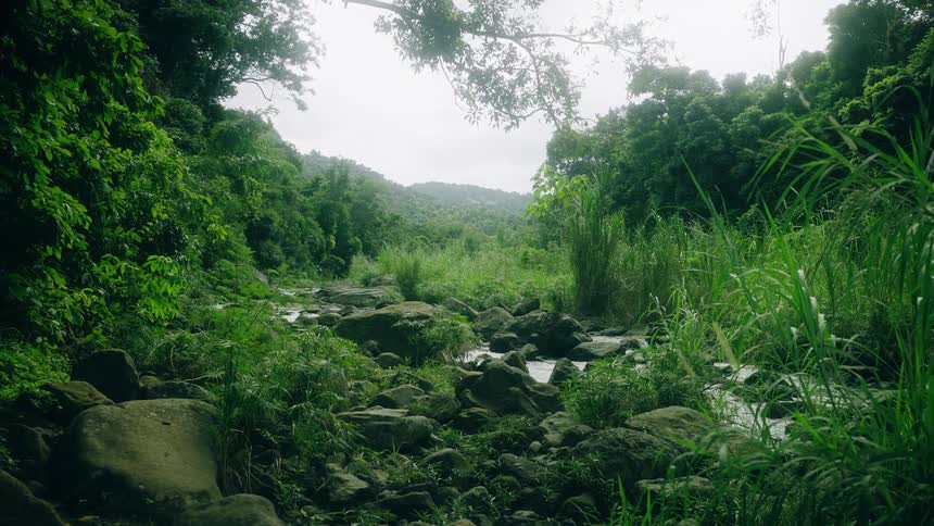 A rocky stream meanders through dense verdant vegetation under an overcast sky
