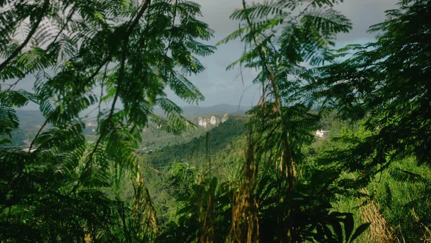 Branches in the foreground and a natural greenish view of mountains