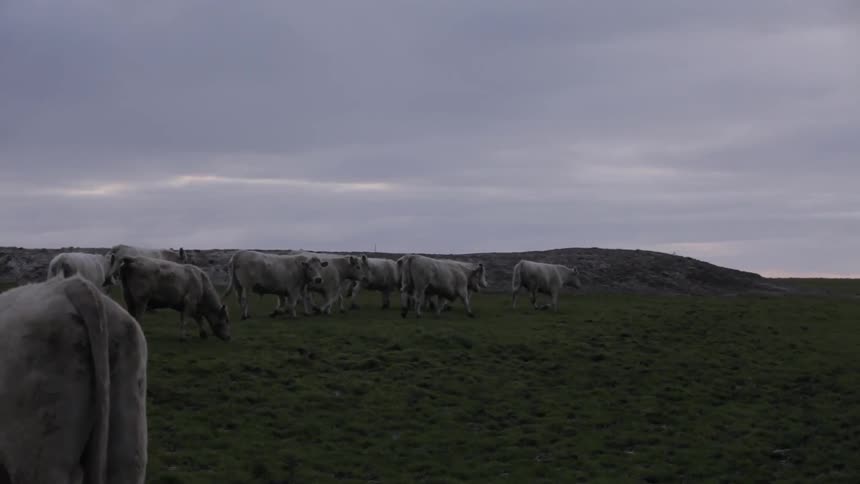 Cattle walking across a field