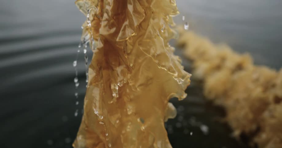 A persons arm seen picking up kelp in slow motion from the ocean with water dripping