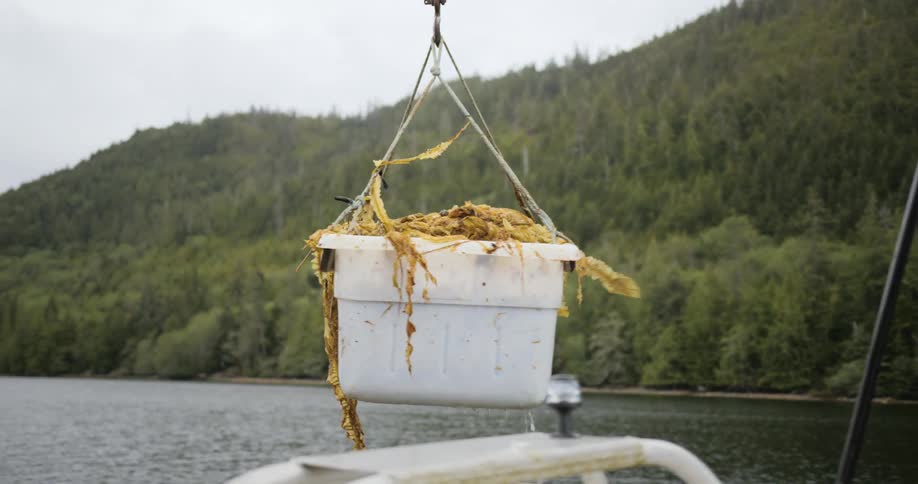 White bucket filled with seaweed being lifted from a boat with a crane