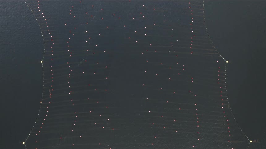 An aerial view of a boat in the ocean along side a large kelp farm with buoys