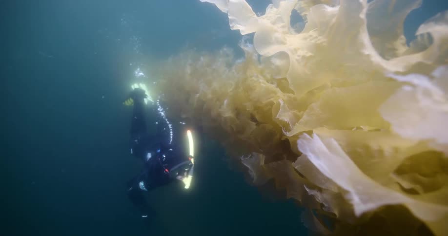 A diver swims through clear water surrounded by a dense forest of flowing kelp