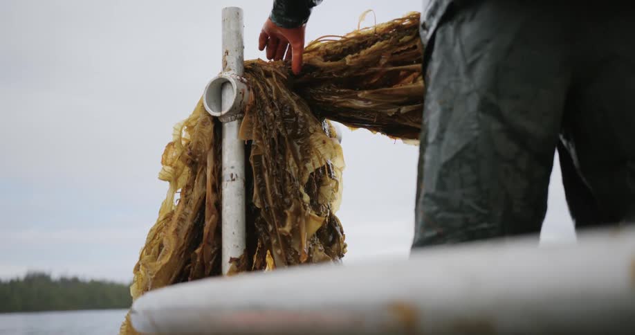 A person standing on a fishing boat pulling kelp sea weed aboard