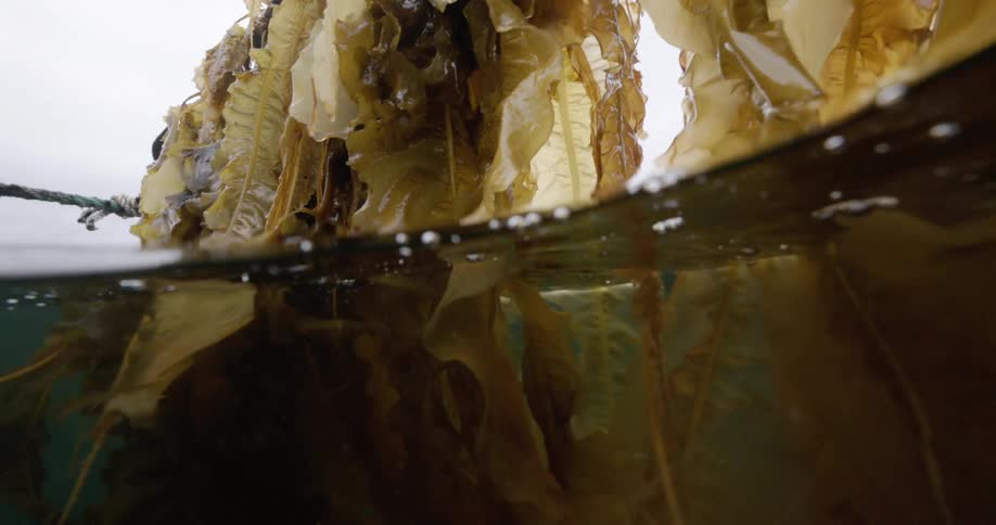 Seaweed is pulled up by a rope underwater