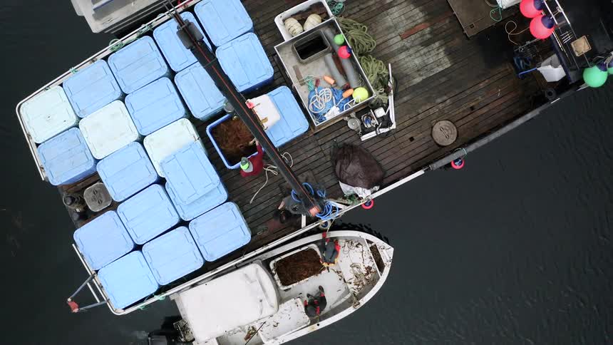 An aerial view shows fishermen unloading kelp into a large blue container on a boat equipped with various fishing tools