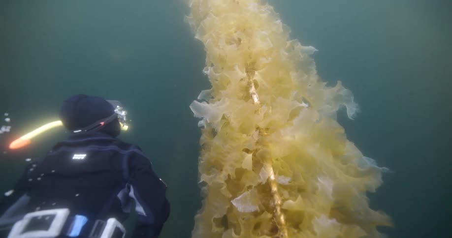 Diver swims near a long rope covered in kelp sea weed
