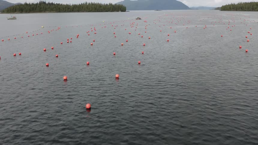 Aerial shot of a calm ocean with orange buoys