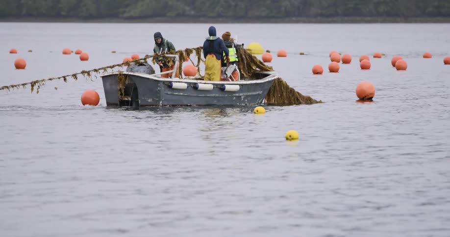 People on a small boat gather seaweed from a submerged rope surrounded by bright orange and yellow buoys in calm waters