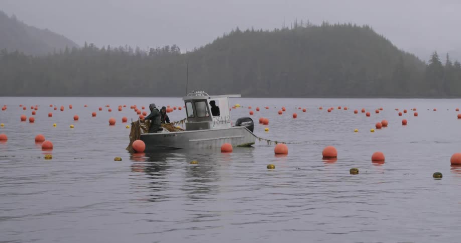 A small gray boat with three fishermen harvesting kelp and around it several orange buoys on the surface