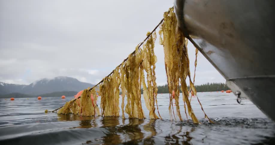 Rope from an orange buoy with seaweed being pulled into a boat at sea