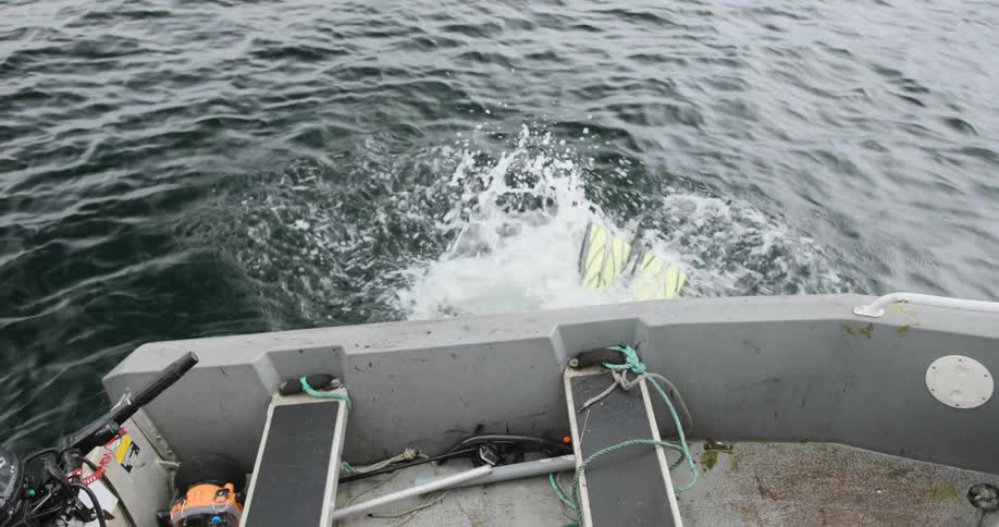 A diver falls backwards off a boat and into the water