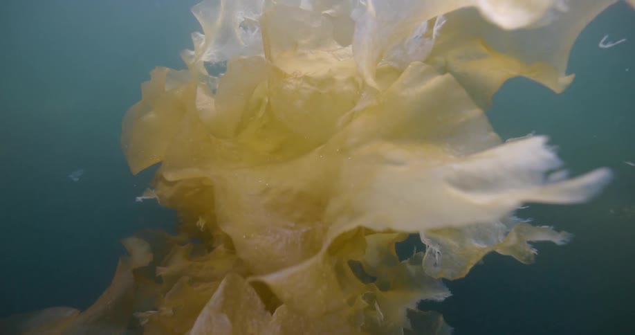 Sea weed kelp sways underwater