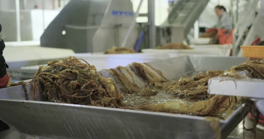 Workers lift the kelp out of the water in a factory