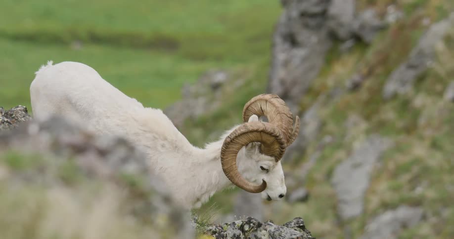 A white Dall sheep ram walks down the side of a rocky mountain