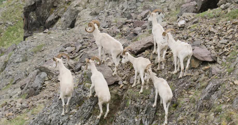 Multiple Dall sheep rams move slowly up a rocky horizon