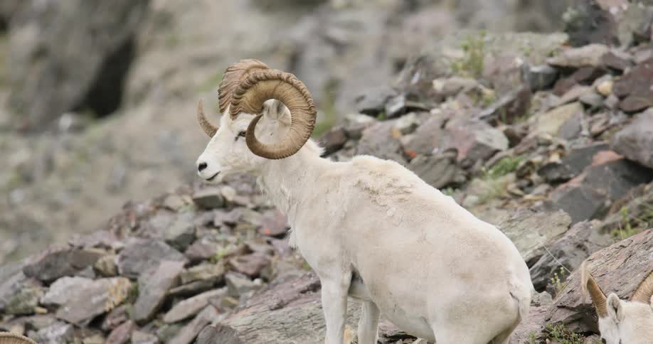 A white Dall sheep sits on a rocky hillside