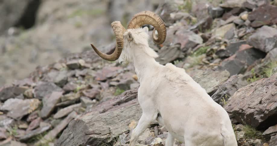Dall sheep climbing up a rocky mountain