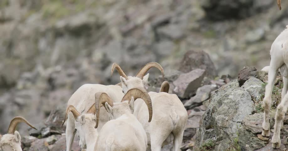 Herd of Dall sheep climbing up sharp edge rocks on a mountainside