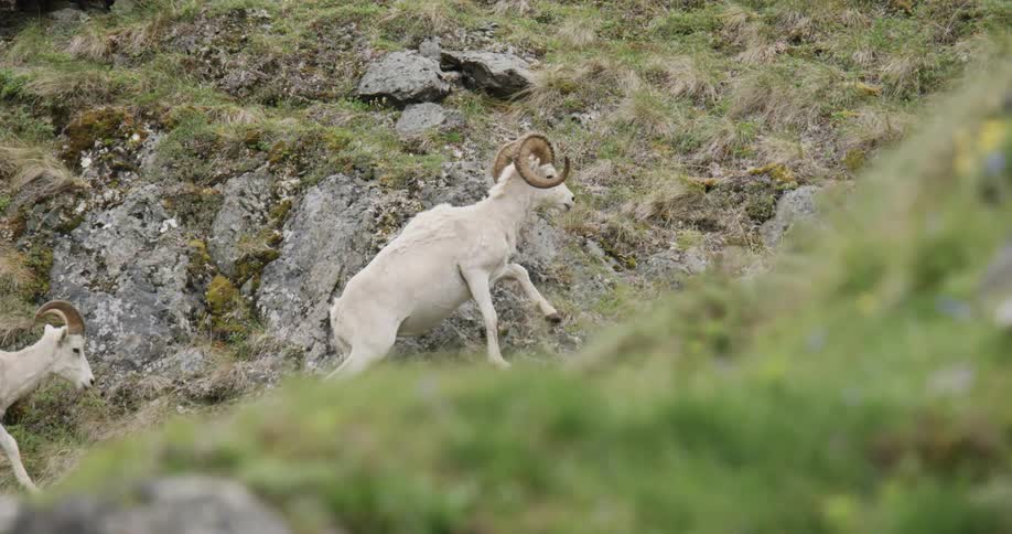 Dall sheep climbing uphill of rocky mountain