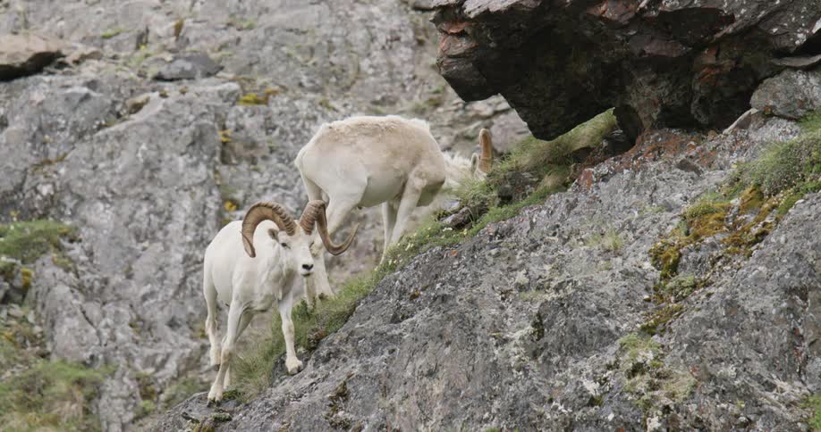 Two Dall sheep rams with big horns are walking up the side of a cliff
