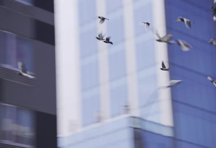 A flock of birds rapidly flies past tall urban buildings in daylight with the camera smoothly tracking their motion