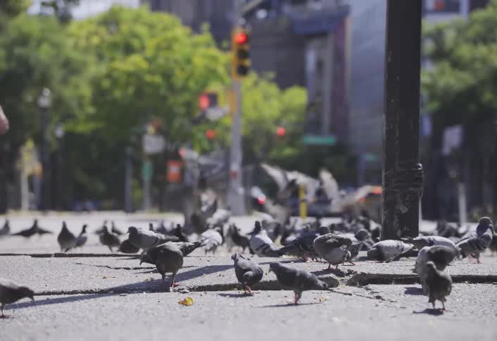 A group of pigeons are eating and flying near a metropolitan sidewalk on a sunny summer day