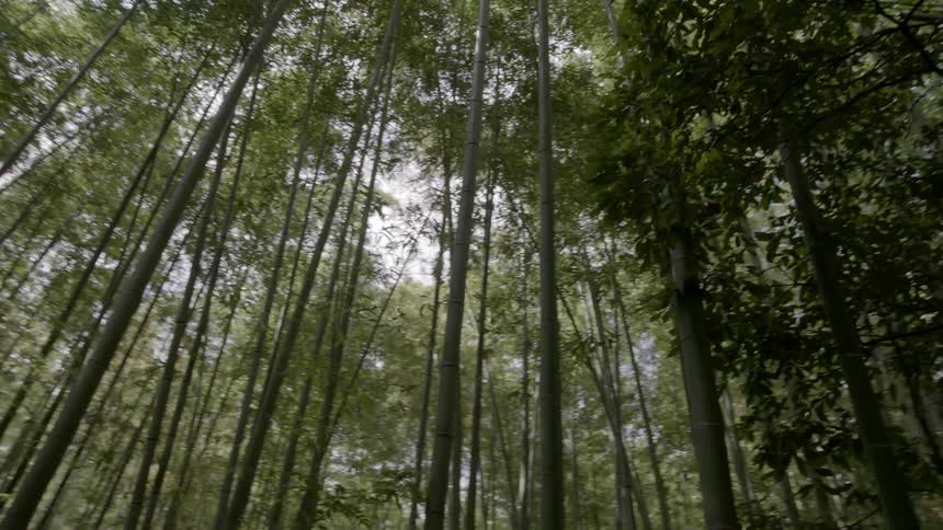 Bamboo trees in a forest on a sunny day