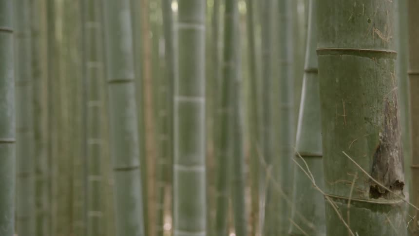 Tall bamboo trees fill this forest