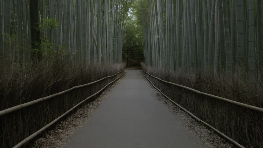 A path goes in the center of this forest with tall trees