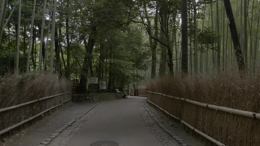 Trees line a path that stretches ahead