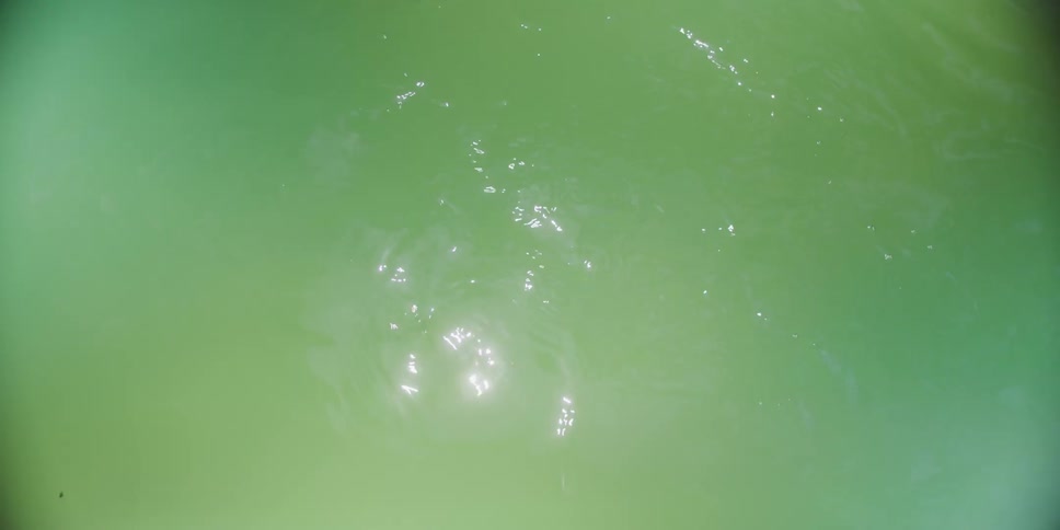 A person swims in murky green water their arms raised to start a stroke