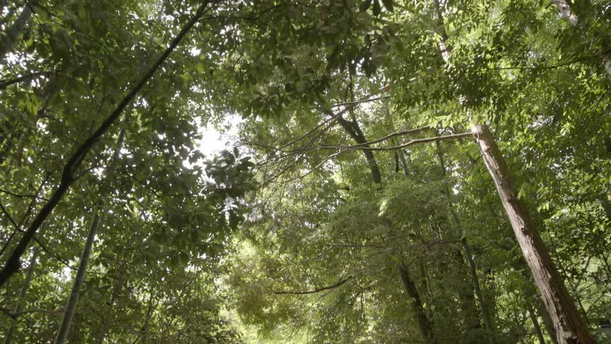 View of trees in a forest