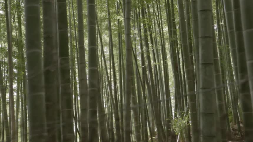 A bamboo forest