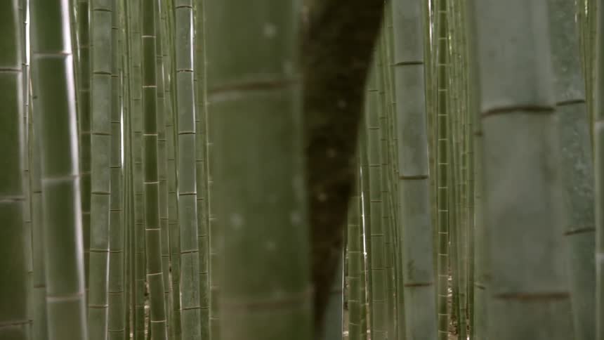 Bamboo tree trunks in a forest