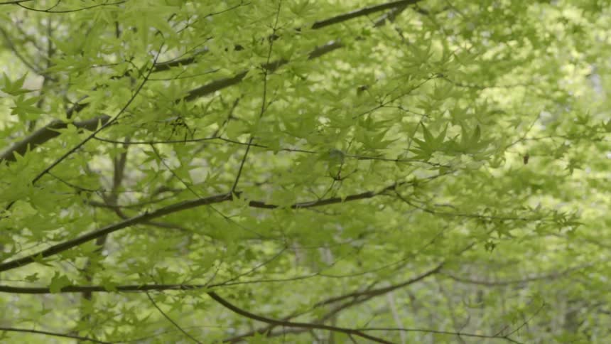 Tree branches and leaves sway in the wind