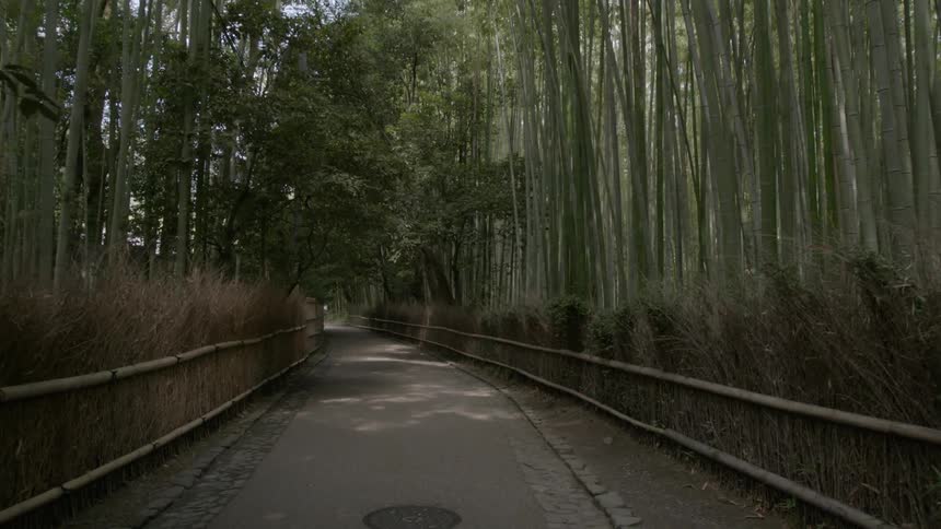 Tall trees line a path in the woods